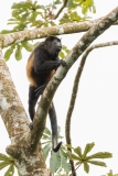Mantled Howler Monkey (Alouatta palliata)