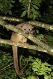 Kinkajou (Potos flavus) looking at camera while climbing tree branches