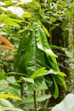 plant formed into a tent by tent-making bats (Uroderma bilobatum)