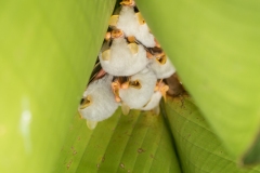 Honduran White Bat (Ectophylla alba), aka white tent making bat