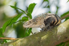 Ctenosaur (Ctenosuara similis) also kknown as the black spiny-tailed iguana, black iguana, or black ctenosaur