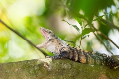 Ctenosaur (Ctenosuara similis) also kknown as the black spiny-tailed iguana, black iguana, or black ctenosaur with mouth open wide