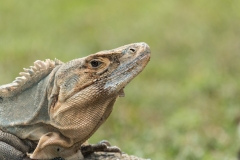 Ctenosaur (Ctenosuara similis) also kknown as the black spiny-tailed iguana, black iguana, or black ctenosaur