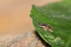 Lowland Rocket Frog (Silverstoneia flotator)