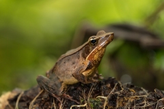 Brilliant Forest Frog (Lithobates warszewitschii) on green vegetation in pond