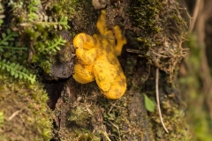 Eyelash Pit  Viper (Bothriechis schlegelii) coiled on the side of a rainforest tree