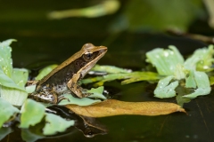 Brilliant Forest Frog (Lithobates warszewitschii) on green vegetation in pond