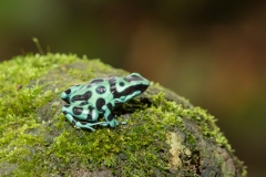 Green-and-black Poison Dart Frog (Dendrobates auratus), or green-and-black poison arrow frog, on a moss covered rock