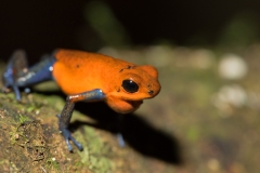 Strawberry Poison Frog (Oophaga pumilio) or Strawberry poison-dart frog aka 'Blue Jeans' frog