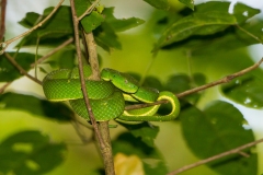 Side-striped Palm Pit Viper (Bothriechis lateralis) or  side-striped palm viper coiled amongst tree branches