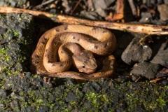 Rainforest Hog-nosed Pit Viper (Porthidium nasutum) or horned hog-nosed viper coiled on a rainforest trail