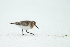 Baird's Sandpiper (Calidris bairdii) on sand beach