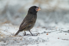 Espanola Cactus-finch (Geospiza conirostris) male on sand beach