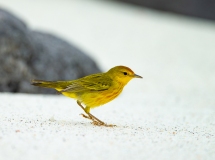 Yellow Warbler (Setophaga petechia) on sand beach