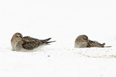 Baird's Sandpiper (Calidris bairdii) pair resting on sand beach