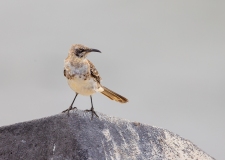 Espanola (Hood) Mockingbird (Nesomimus macdonaldi) standing on rock