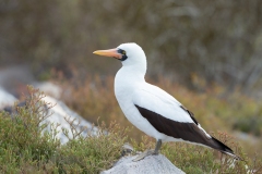 Nazca Booby (Sula granti)