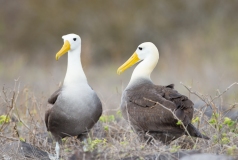 Waved Albatross (Diomedea irrorata)