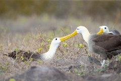 Waved Albatross (Diomedea irrorata)