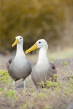 Waved Albatross (Diomedea irrorata) pair