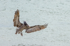 Brown Pelican (Pelecanus occidentalis) landing on water