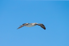 Blue-Footed Booby (Sula nebouxii) male in flight