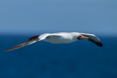 Nazca Booby (Sula granti) in flight