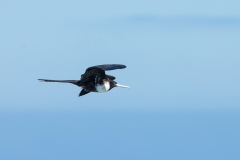 Magnificent Frigate Bird (Fregata magnificens) female in flight