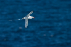 Red-billed Tropicbird (Phaethon aethereus) in flight