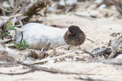 Sharp-beaked (Sharp-billed) Ground Finch (Geospiza difficilis)  male