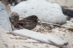 Sharp-beaked (Sharp-billed) Ground Finch (Geospiza difficilis)  male foraging on the ground