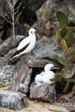 Nazca Booby (Sula granti) with chick on nest in lava rocks.