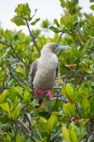 Red-Footed Booby (Sula sula)