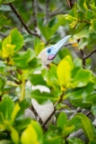 Red-Footed Booby (Sula sula) close-up