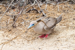 Red-Footed Booby (Sula sula) on the ground