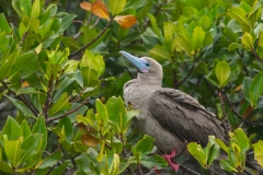 Red-Footed Booby (Sula sula) perched in mangrove tree