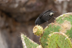 Cactus Finch (Geospiza scandens) male