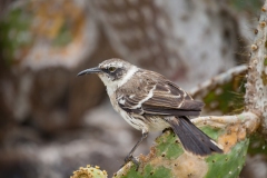 Galapagos Mockingbird (Nesomimus parvulus bauri) feeding on cactus