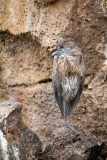 Yellow-Crowned Night Heron (Nyctanassa violacea) juvenile