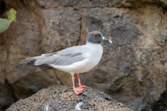 Swallow-Tailed Gull (Creagrus furcatus)