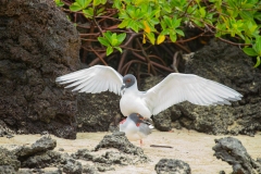 Swallow-Tailed Gull (Creagrus furcatus) mating pair