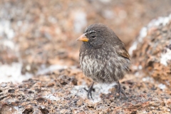 Sharp-beaked (Sharp-billed) Ground Finch (Geospiza difficilis)