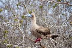 Red-Footed Booby (Sula sula) perched in scrub tree