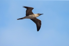 Red-Footed Booby (Sula sula) juvenile in flight