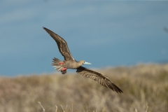 Red-Footed Booby (Sula sula) male in flight preparing to land