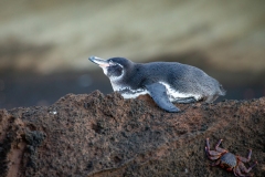 Galapagos Penguin (Spheniscus mendiculus)