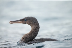 Galapagos Flightless Cormorant (Phalacrocorax harrisi)