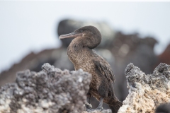 Galapagos Flightless Cormorant (Phalacrocorax harrisi)