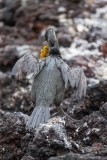 Galapagos Flightless Cormorant (Phalacrocorax harrisi)