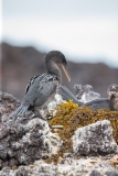 Galapagos Flightless Cormorant (Phalacrocorax harrisi)